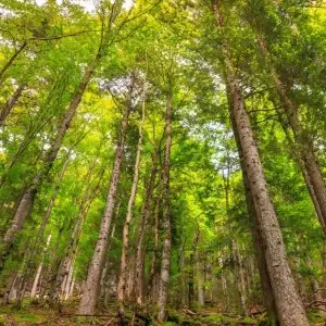 Forêt symbolisant l’affichage dynamique durable et écoresponsable